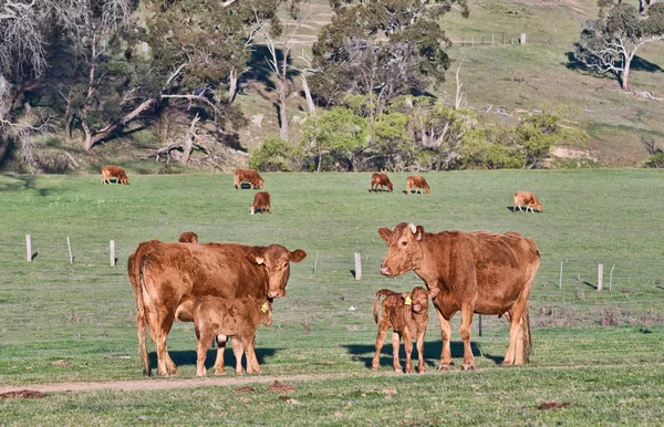 Kor ute på fältet — Stockfoto