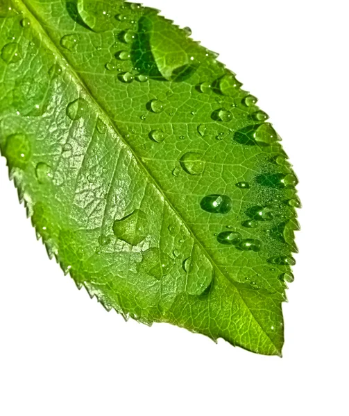 Вода на Leaf — стоковое фото