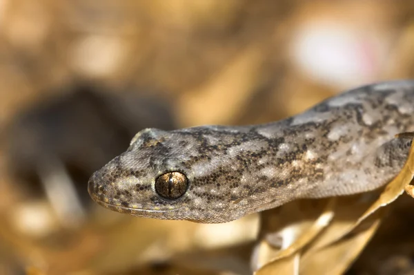 Gecko marmoreado — Fotografia de Stock