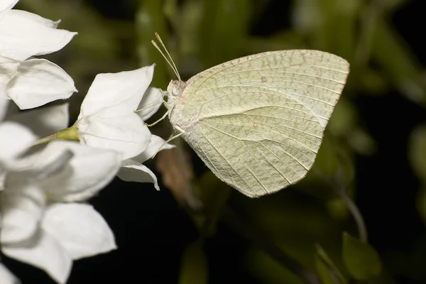 Vitt moth och blommaλευκό σκώρο και λουλούδι — Stockfoto