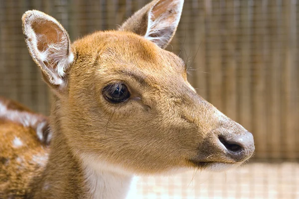 stock image Deer headshot