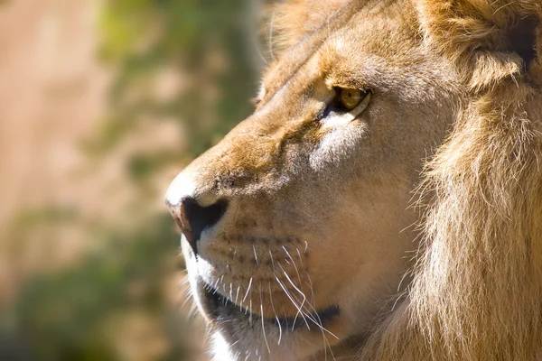 Lion sida på狮子侧上 — Stockfoto
