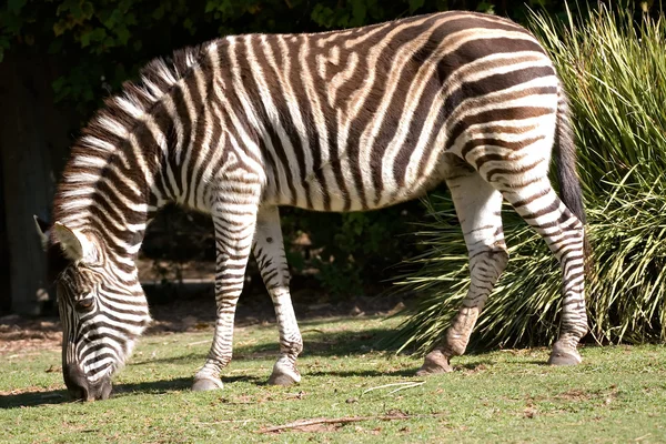 Zebra eten van gras adelaide zoo Zuid — Stockfoto
