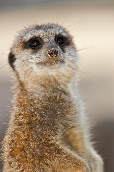 Meerkat смотрит в камеру — стоковое фото