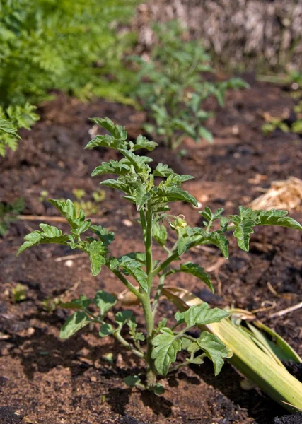 Domates bitkisi — Stok fotoğraf