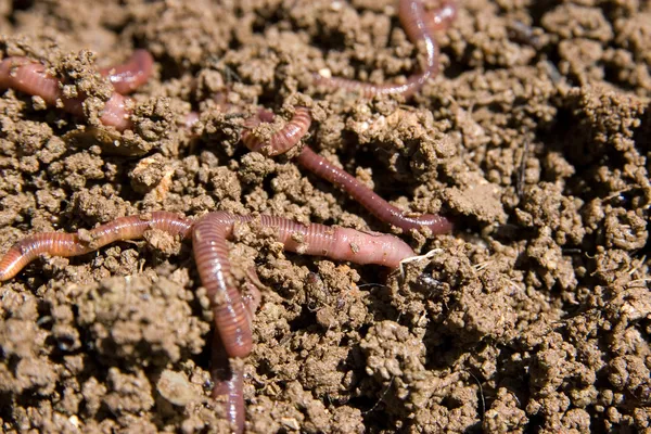 Kompostierwürmer — Stockfoto