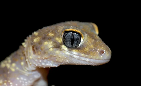 Gecko auf schwarz — Stockfoto