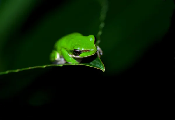 Mała żaba — Zdjęcie stockowe
