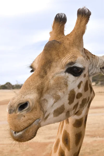 Żyrafa z bliska — Zdjęcie stockowe