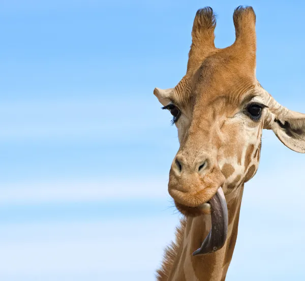 看起来愚蠢的长颈鹿 — Stockfoto