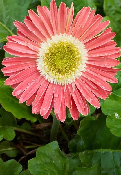 粉色非洲菊 — 图库照片