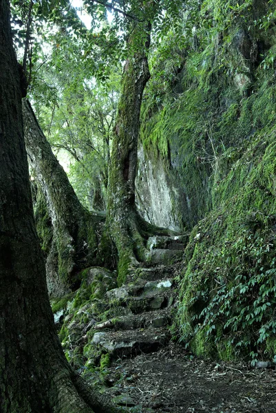 Yağmur ormanları ile yolu — Stok fotoğraf
