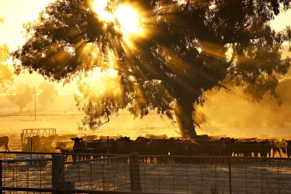 Pecuária nascer do sol — Fotografia de Stock