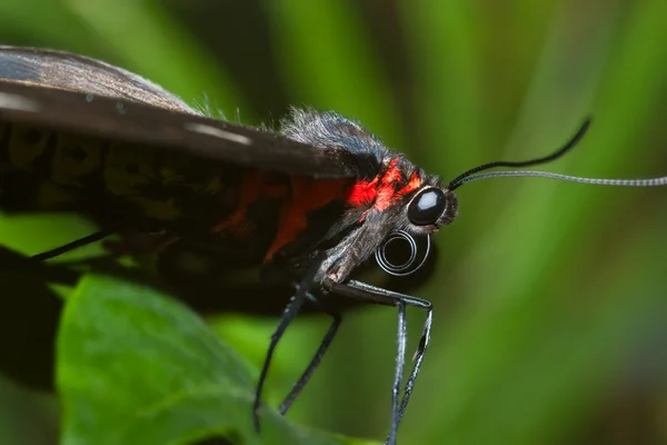 Μαύρη πεταλούδα μακροεντολή — Φωτογραφία Αρχείου
