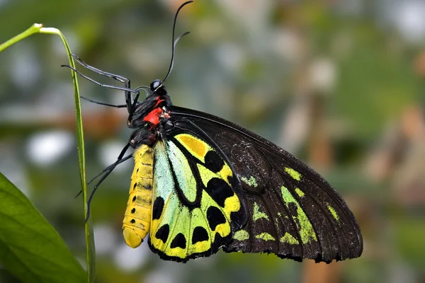 Zelený a černý motýl — Stock fotografie