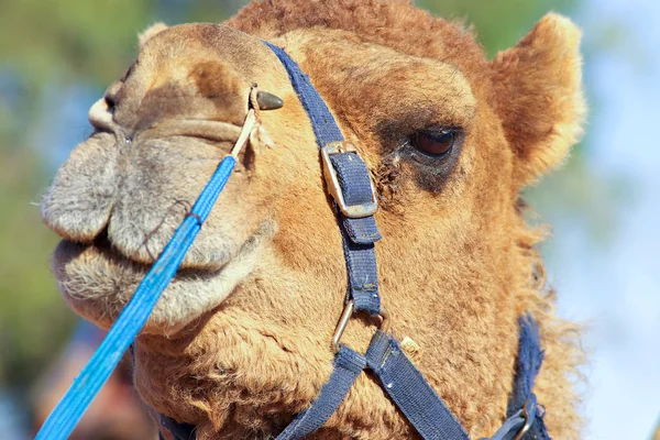 Perto de um camelo — Fotografia de Stock