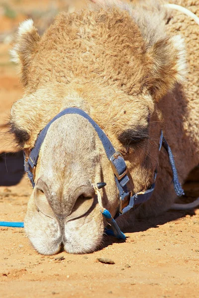 Sulking camel — Stock Photo, Image