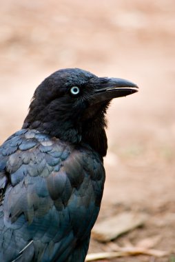 Australian raven clipart