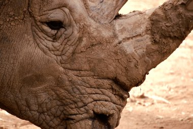 Rhino close up clipart