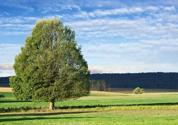 Landskap i trær – stockfoto