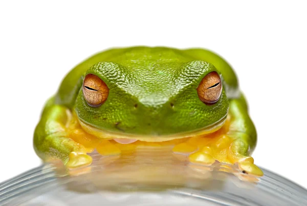 緑の木のカエル — ストック写真
