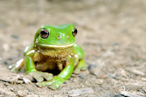 Πράσινος βάτραχος — Φωτογραφία Αρχείου