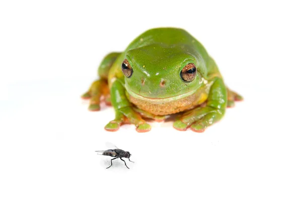 Green tree frog on white — Stock Photo, Image