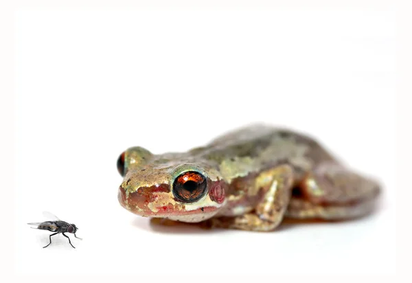 Crouching frog and fly — Stock Photo, Image