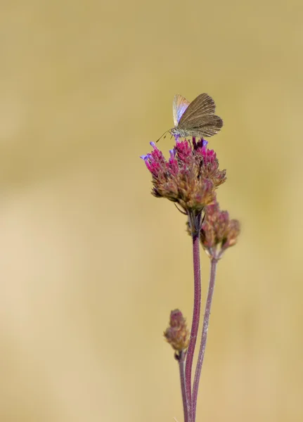 Schmetterling auf Blume — Stockfoto