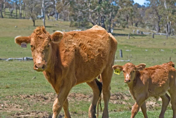 母亲母牛和小牛 — 图库照片