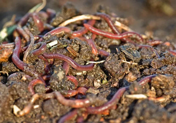 Садовые черви — стоковое фото