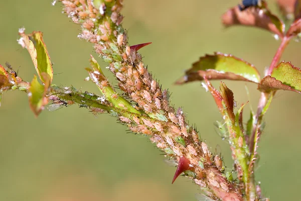 Aphids on rose branch — Stock Photo, Image