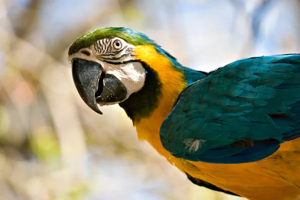 Macaw looking back — Stock Photo, Image