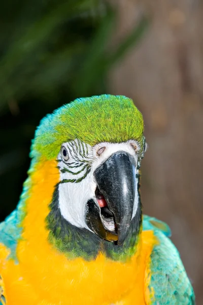 Macaw headshot — Stock Photo, Image
