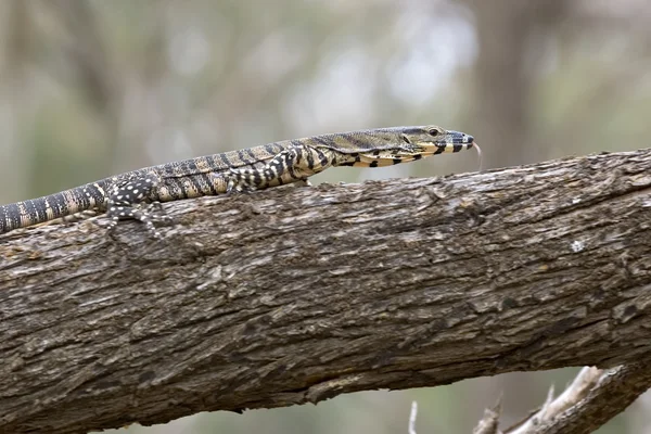 Lace monitor with tonque out — Stock Photo, Image