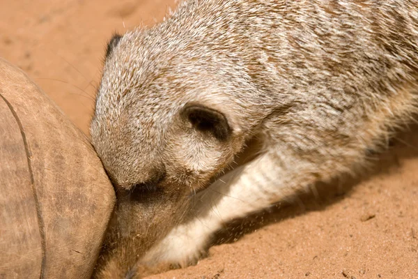 Meerkat digging — Stock Photo, Image