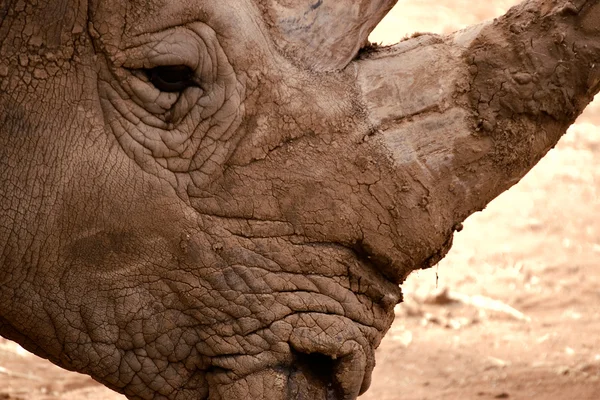 Носороги крупным планом — стоковое фото