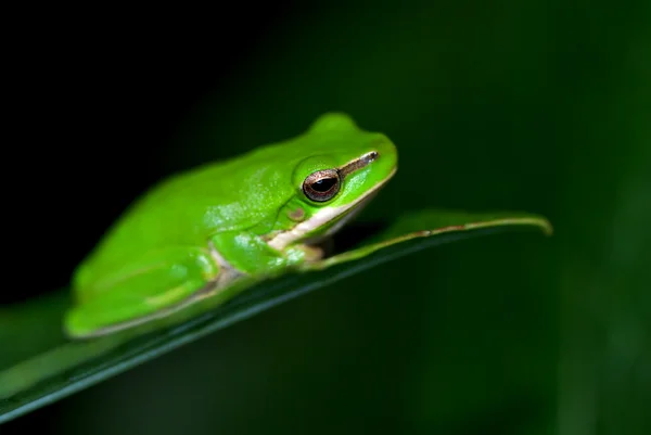 倒水莲的小青蛙 — 图库照片