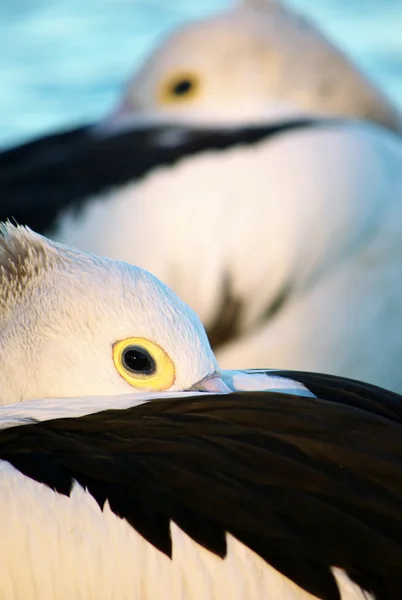 Абстракция пеликанов — стоковое фото
