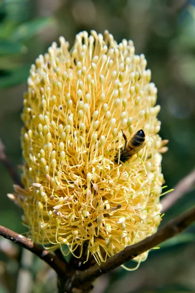 stock image Bee and the banksia