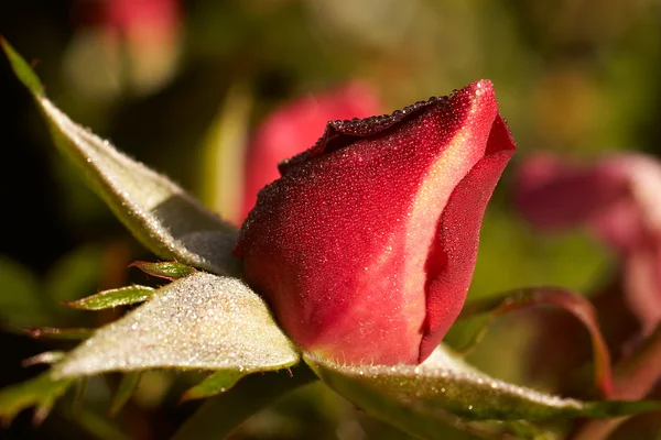 Rosebud no orvalho — Fotografia de Stock
