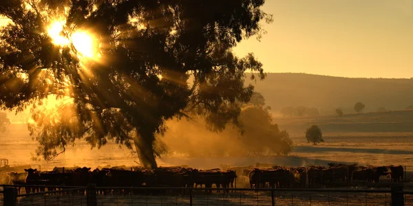 Vacas de la mañana — Foto de Stock