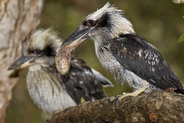 Para kookaburras — Zdjęcie stockowe