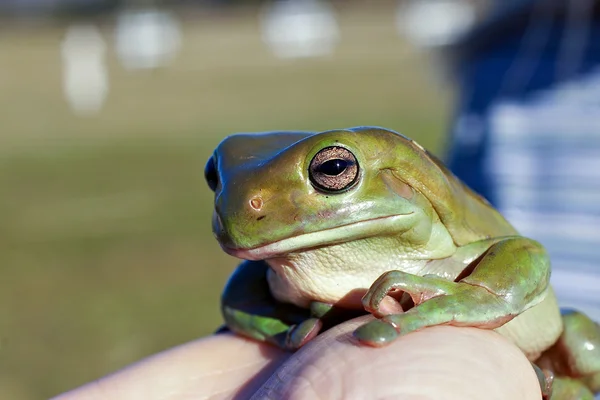 Big old frog — Stock Photo, Image