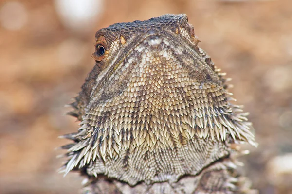 Cabeça de lagarto levantada — Fotografia de Stock