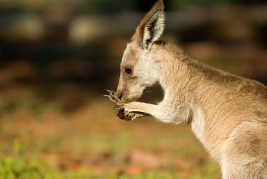 Eastern grey kangaroo clipart