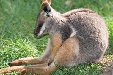 Yellow footed rock wallaby clipart