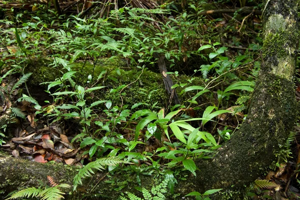 Fondo della foresta pluviale — Foto Stock