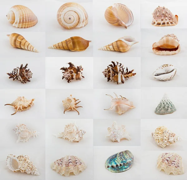 Seashell sortiment insamling — Stockfoto