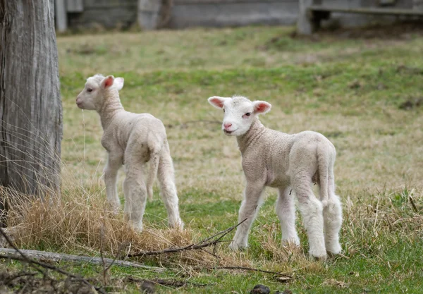 Dos corderos en la granja —  Fotos de Stock